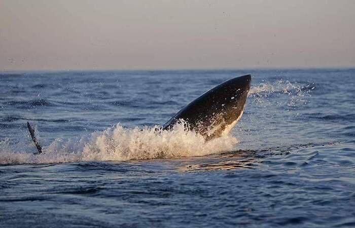 Акулы опасны, но волноваться не стоит.