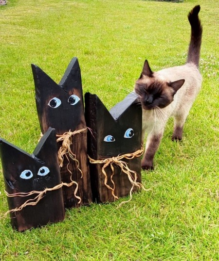 Котики дня -2