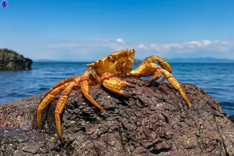 Последний обитаемый остров архипелага Императрицы Евгении: Остров Рейнеке