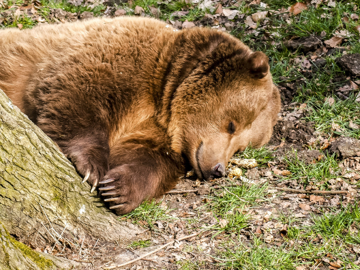 ����������: Kathy Büscher, Pixabay