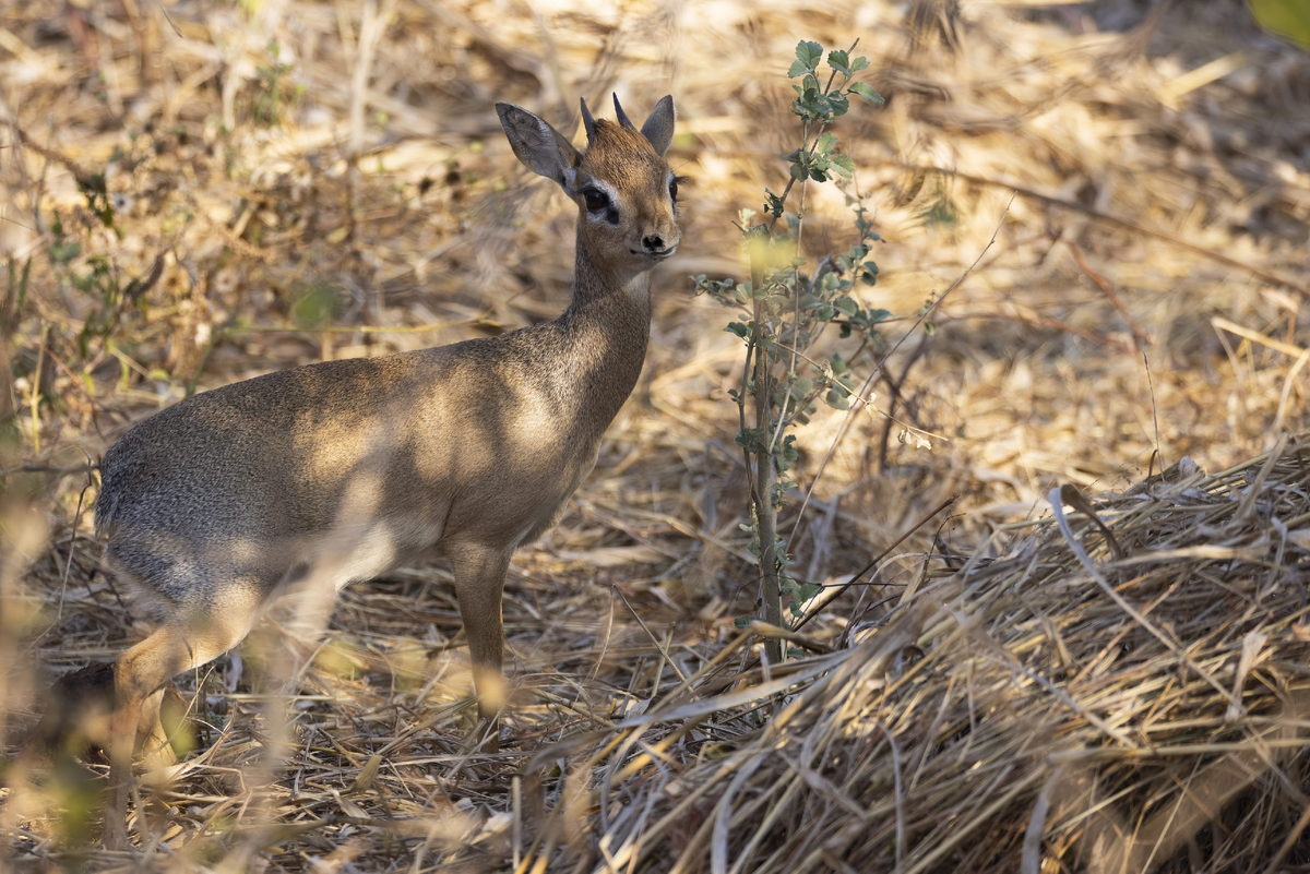 Дорогая, я не ходил налево! Туда ходил только мой нос!