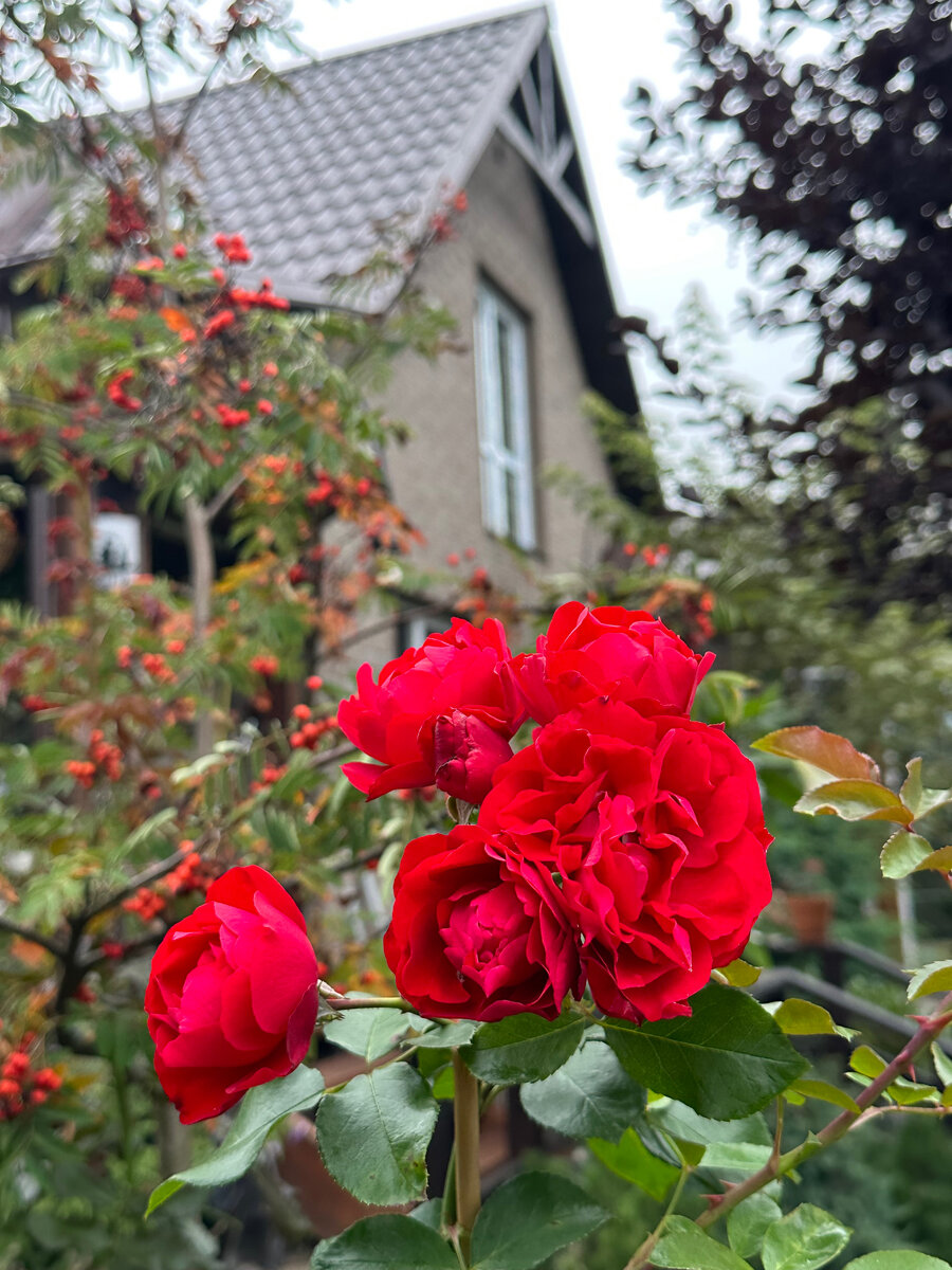 Роза Lavaglut. Фото в саду автора.