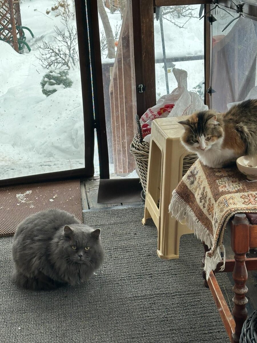 Верный признак весны -кошачьи свидания ) К нашей Бонечке приходит поворковать серый кот-помпон. Бонечка стерильна, но весенние кошачьи посиделки еще никто не отменял ) Фото в саду автора. . 