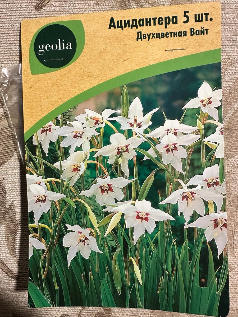 Гладиолус Мюриэл или Ацидантера - душистое луковичное растение. В нашем климате луковицы надо выкапывать на зиму. Фото автора.