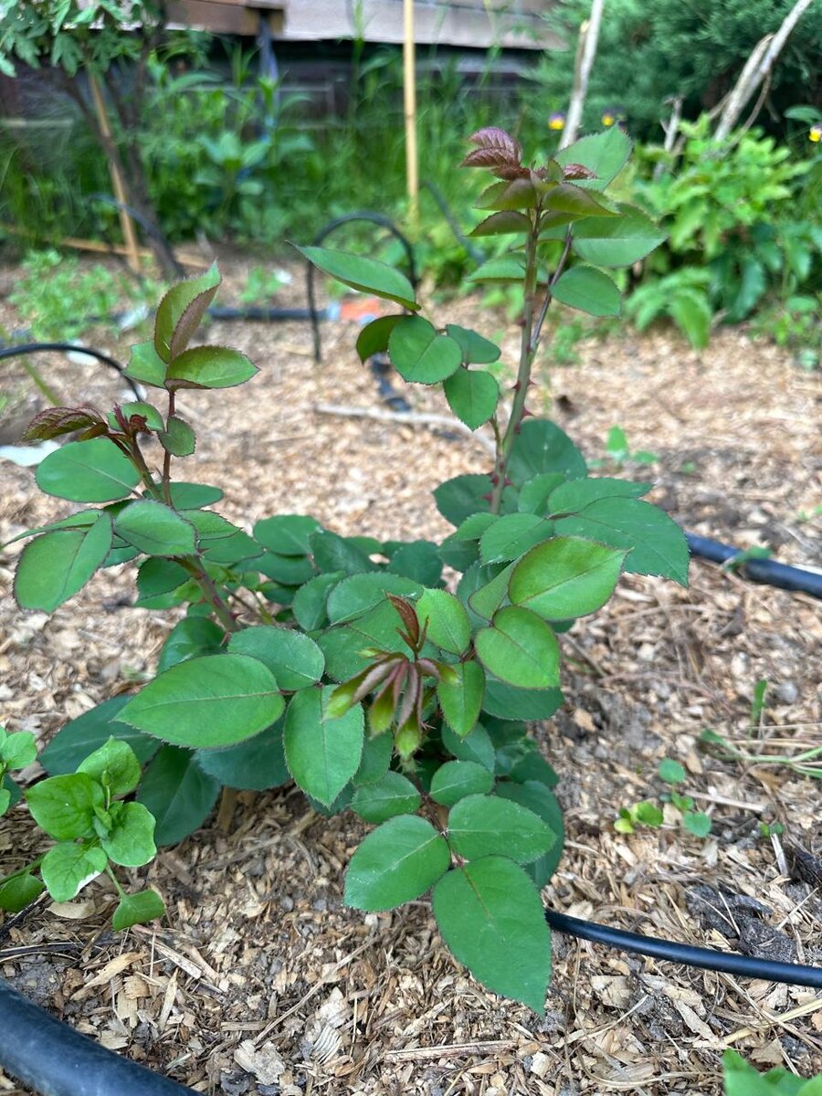 Фото в саду автора