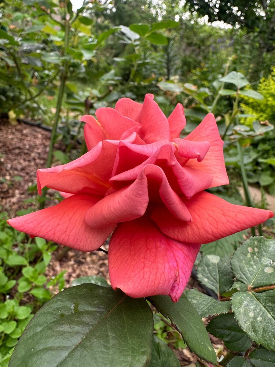 Фото в саду автора
