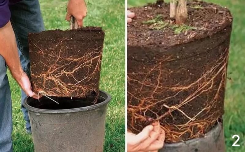 Хорошо развитая корневая система должна оплетать весь горшок и не разваливаться, когда растение достаешь из горшка. Фото из интернета