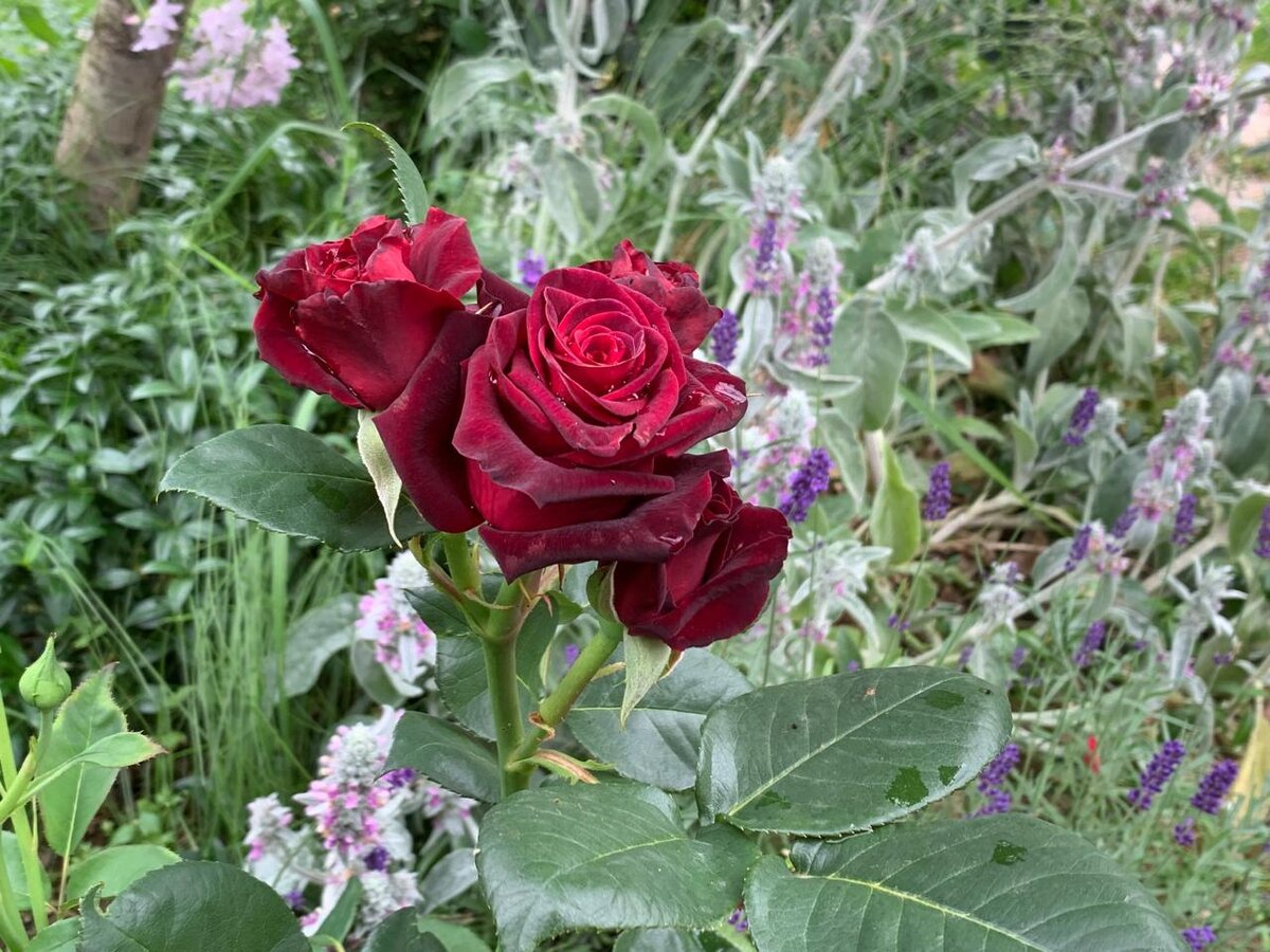 Роза Black Magic (Черная магия). Фото в саду автора