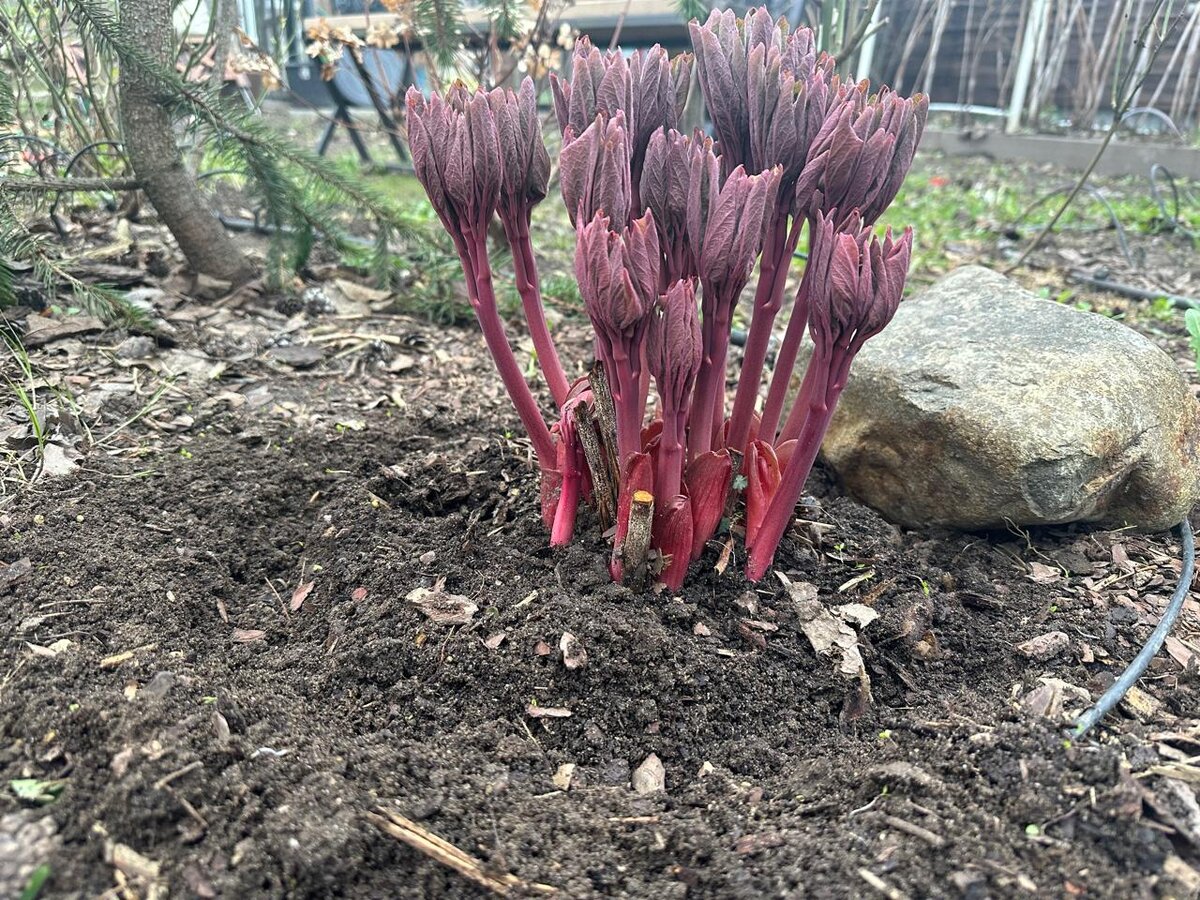 Пион Млокосевича. Фото автора.