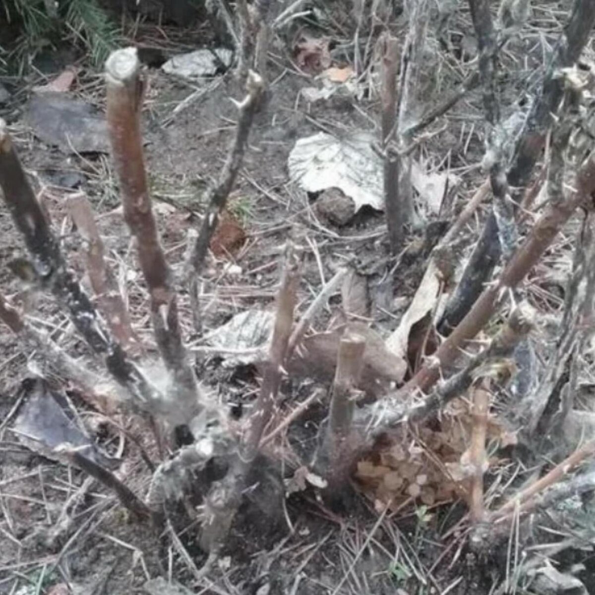 Фото из интернета, к сожалению, не нашла в своих архивах подобных фотографий, хотя бывало, конечно, всякое