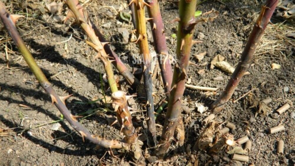 Фото из интернета