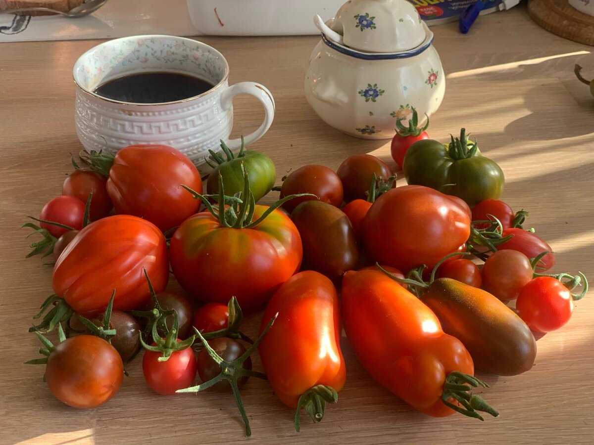 В период плодоношения каждое утро перед завтраком мы собираем помидоры.