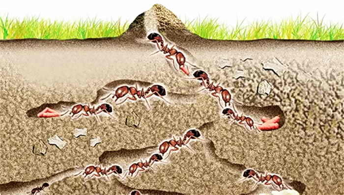 Муравьиные ходы под землей. Практически микро-аналог глубинной вспашки. Фото из интернета.