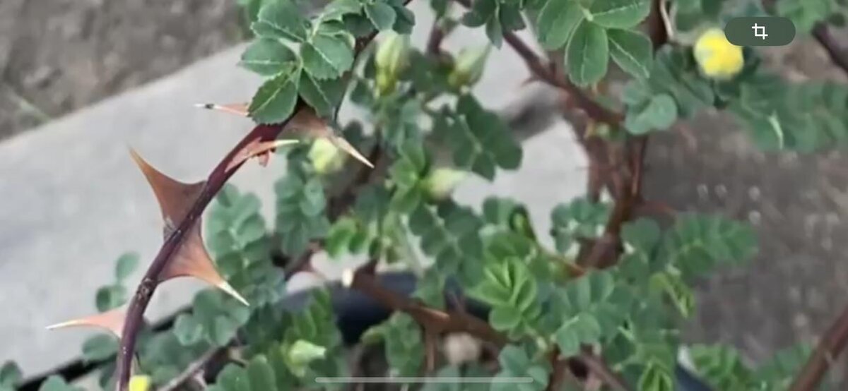 Роза может вполне выполнять роль сторожа вашего сада. Фото сделано в 1х числах мая в питомнике ГарденКлад