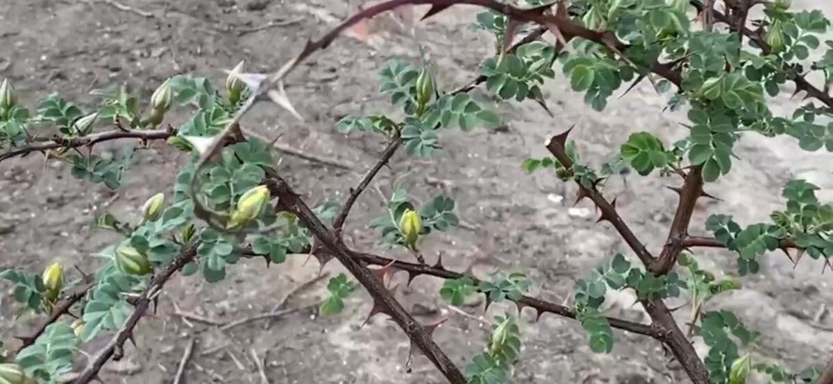 Фото сделано в первых числах мая в питомнике ГарденКлад.