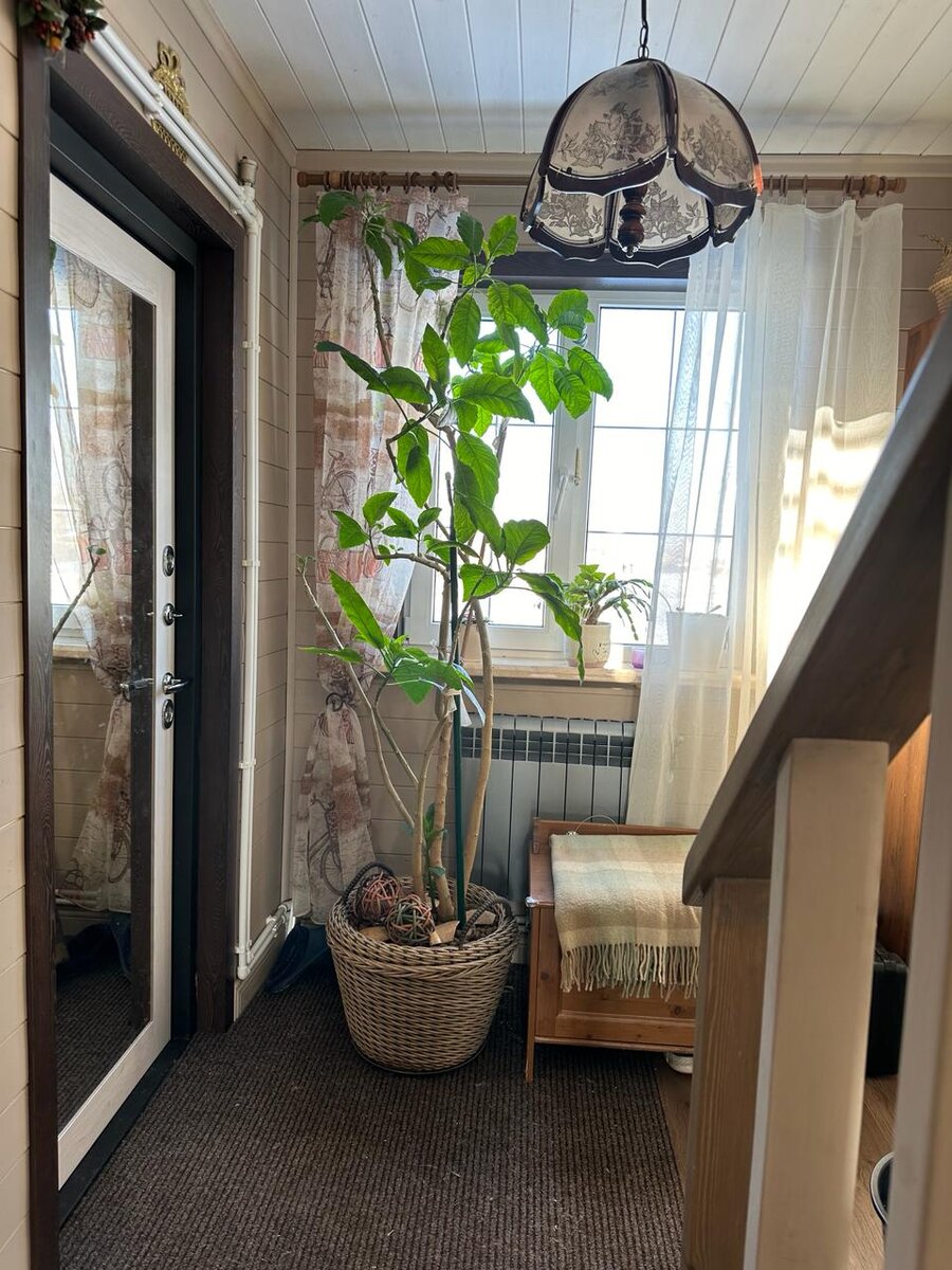 Моя бругмансия сегодня. Горшок 40 литров. Корням стало совсем тесно. Кашпо сделал сами )) Фото автора.