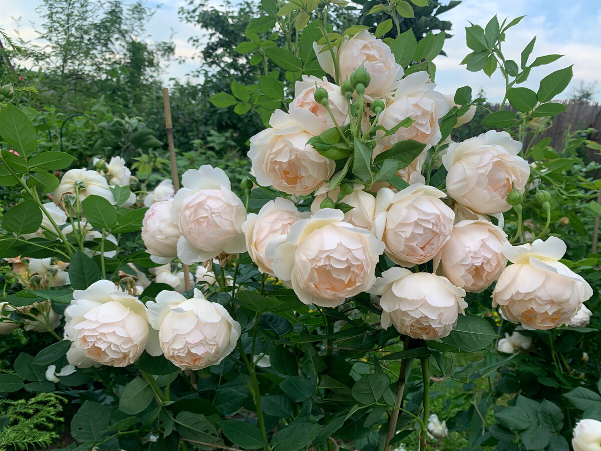 Роза David Austin Wollerton Old Hall (прародители — Европейская/листопадная группа). Фото автора.