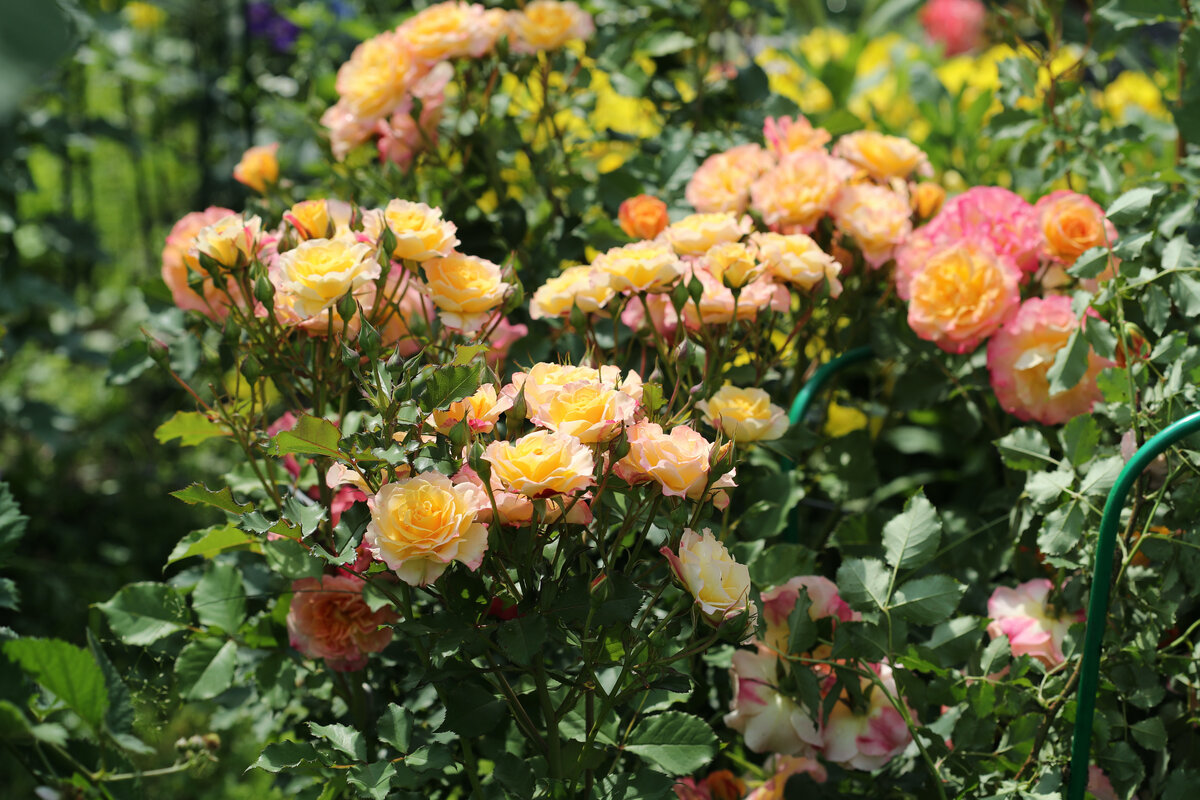 Роза LandLust, фотография в моем саду