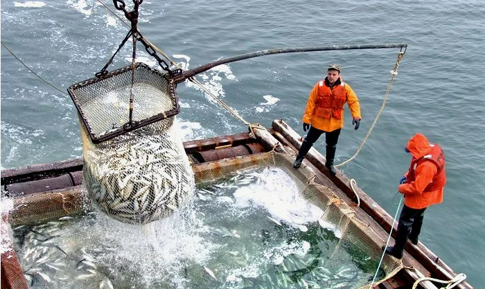 Рыбаки ловят минтай фото Яндекс