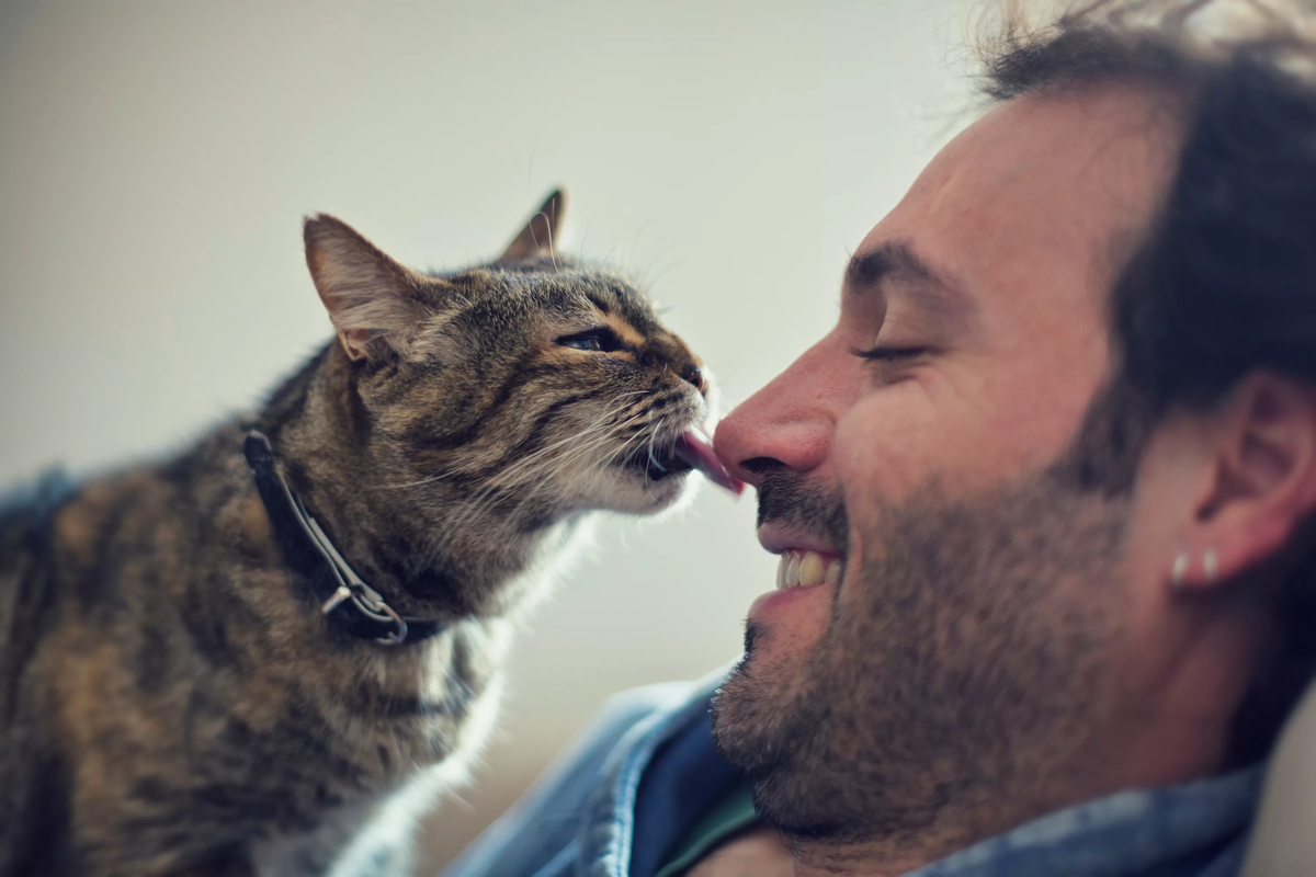 Котики дня 