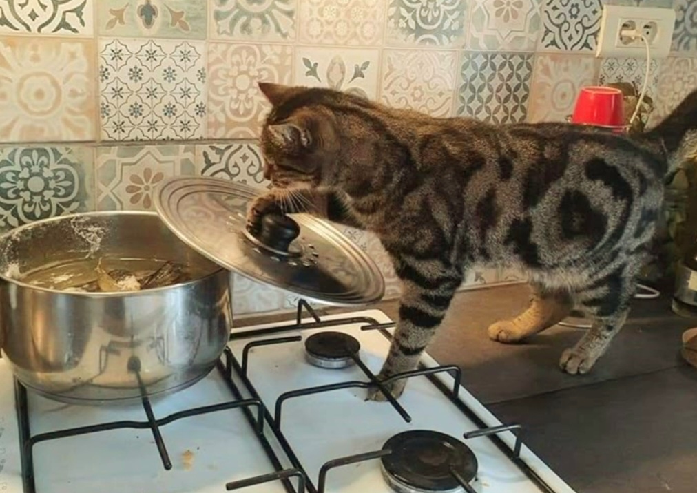 Котики дня -2