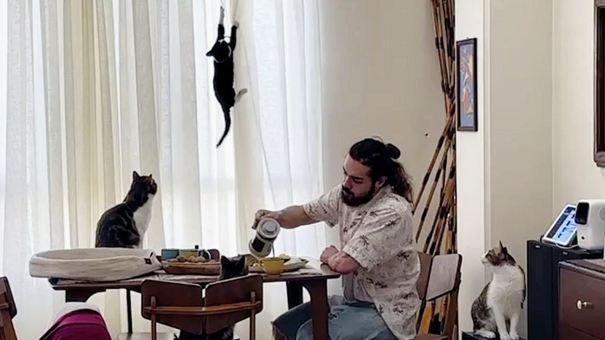 Котики дня 