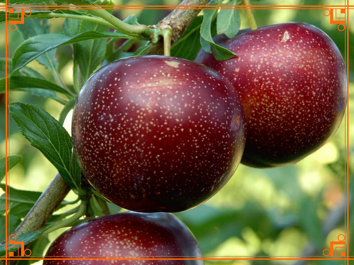 И снова из садового чата: люди, приходите и собирайте абрикосы... 