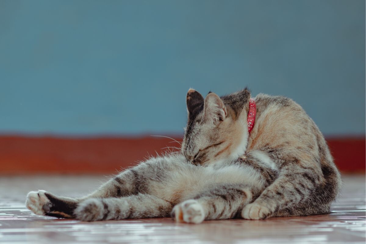 Кошка лижет шерсть 